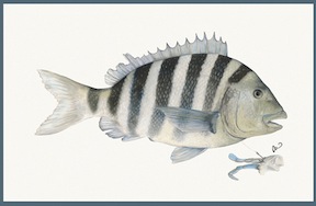 A.N._Sheepshead