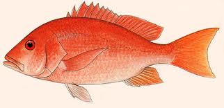 Red_Snapper